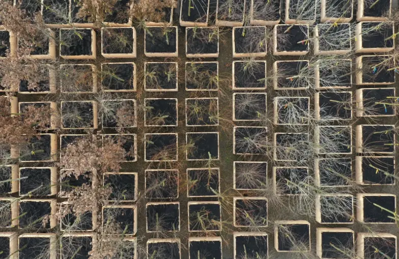 Bosk drone view